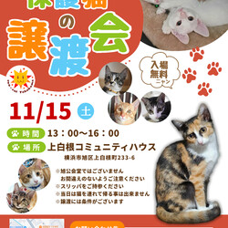 保護猫の譲渡会（横浜市旭区） サムネイル1
