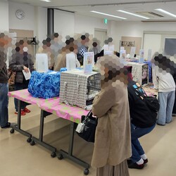 保護猫の譲渡会（横浜市旭区） サムネイル2