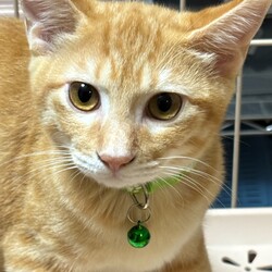 保護猫の譲渡会（横浜市旭区） サムネイル3