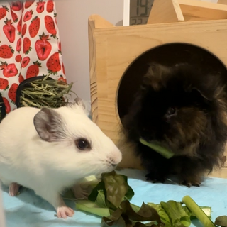 ⭐︎仲良し2匹な男の子の家族を探しています⭐︎