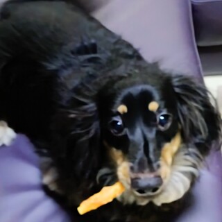 ペットショップ出身の男の子