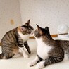 ささき なつか