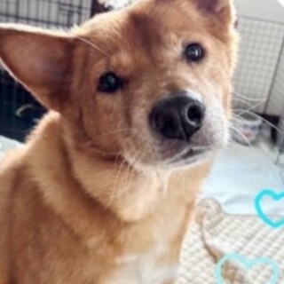 この子を助けてください