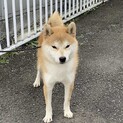 柴犬の男の子　1歳３ヶ月