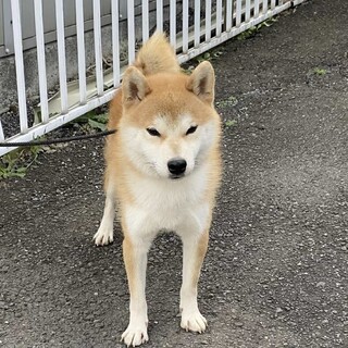 柴犬の男の子　1歳３ヶ月