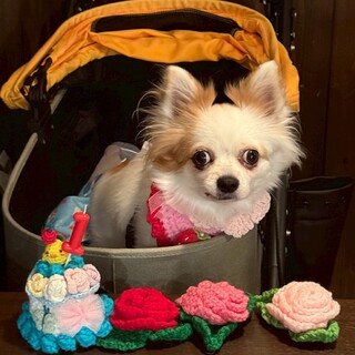 お散歩大好きなプリンちゃん