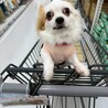 お散歩大好きなプリンちゃん サムネイル4