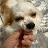 お散歩大好きなプリンちゃん サムネイル5
