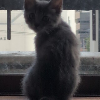 サバトラのメス７月生まれのおっとりとした性格