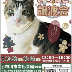 いちねこ譲渡会