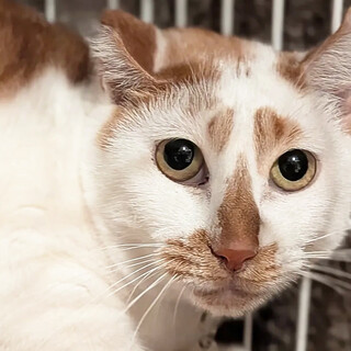 白茶のきなこちゃん（推定7歳・♀）