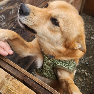 豆柴×ポメラニアン 2才甘えん坊