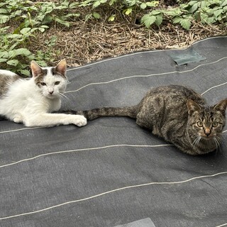 里親募集〜どなたかお家に迎えていただけませんか？