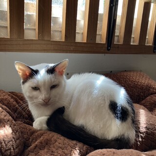 可愛い白多めの　テオくん