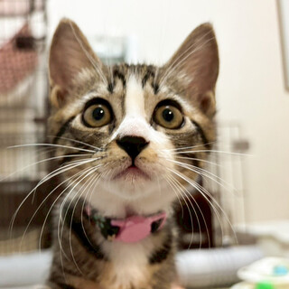 募集停止とっても可愛らしい子❤️羽多子