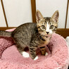 募集停止とっても可愛らしい子❤️羽多子 サムネイル3
