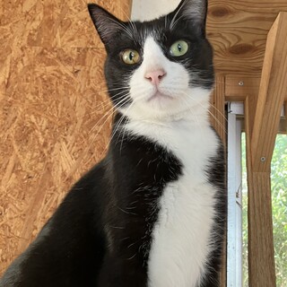 ハンサムハチワレ　ユタカくん