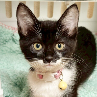 募集停止何事にも興味津々可愛い女子❤️のぶ