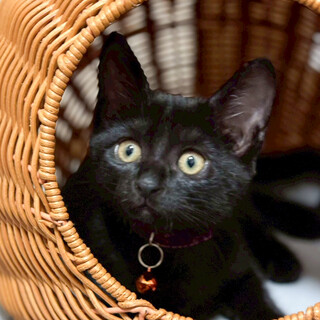 常に誰かの後を追いかける女子❤️メイコ