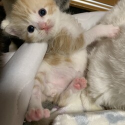 ミルク飲みから離乳