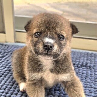 推定1ヶ月女の子②