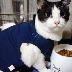 ぶっちちゃん術後服試着