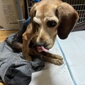下半身不随ビーグル