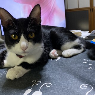 幸い里親さんが見つかりました