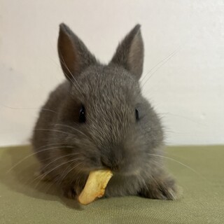 ネザーランドドワーフの子うさぎ‪！(不正咬合)