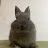 ネザーランドドワーフの子うさぎ‪！(不正咬合) サムネイル2
