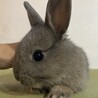 ネザーランドドワーフの子うさぎ‪！(不正咬合) サムネイル3
