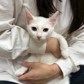 綺麗な白猫の女の子