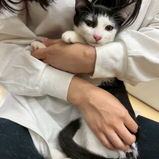 綺麗な尻尾の白黒の女の子