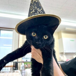 人が大好き、穏やかで可愛らしい男の子