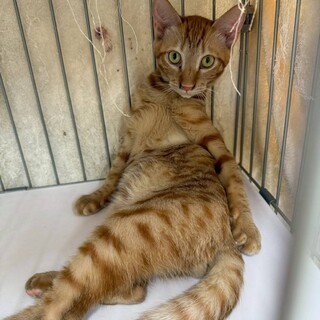 人が大好き、穏やかで可愛らしい男の子