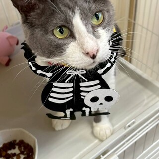 グレーと白の綺麗なハチワレの男の子