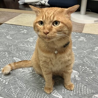 初対面でも甘えん坊なわんぱくさん