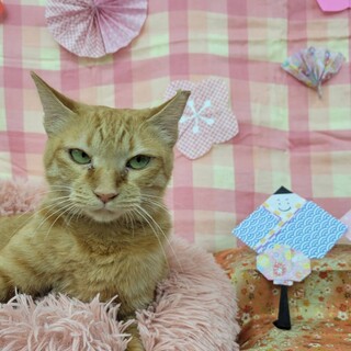 人が大好き、茶トラの女の子