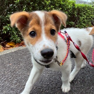 雑種の子犬　体は小さいけど元気モリモリの男の子！