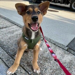 雑種の子犬　濃茶で立ち耳、元気な男の子