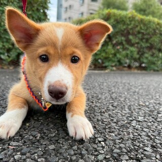 雑種の子犬　薄茶たれ耳、まん丸おめめの男の子！