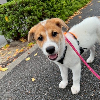 雑種の子犬　耳が垂れてる元気いっぱいの女の子！