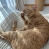 ちゃいろいぽっけ