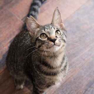 あそび盛りなみたらしくん