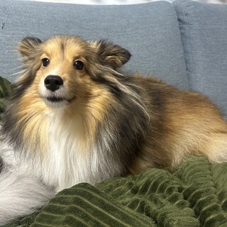 シェルティの女の子の里親さん募集です！