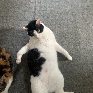 ハチワレ女の子