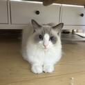 2歳のラグドールの男の子です！