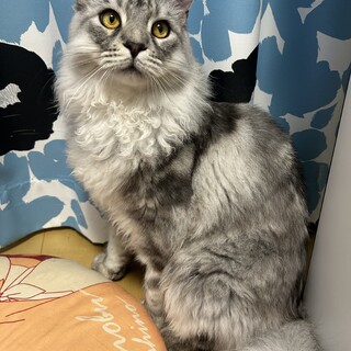 1歳のメインクーンの男の子です！