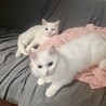 【12/14月島】シニア世帯向穏やかな長毛白猫パル サムネイル2