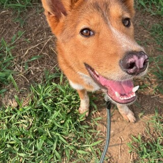 ヤギ × 北海道が募集対象 × メス × 単身者応募可 × English